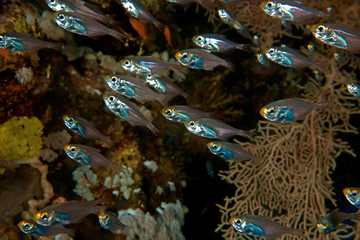 glassfish