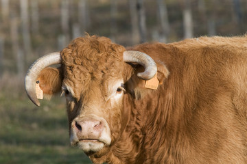 vache, limousine