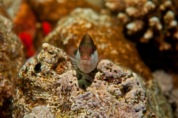 freckled hawkfish