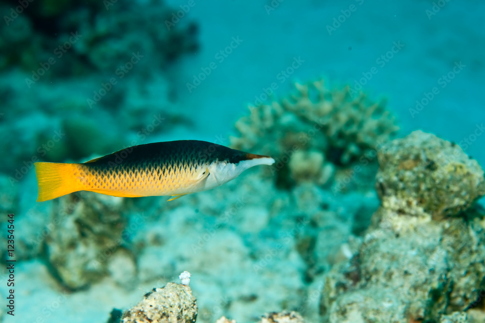 Wall mural indian bird wrasse