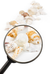 Magnifier on seashells