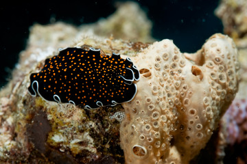 gold-dotted flatworm