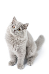 Obraz premium cute British kitten isolated