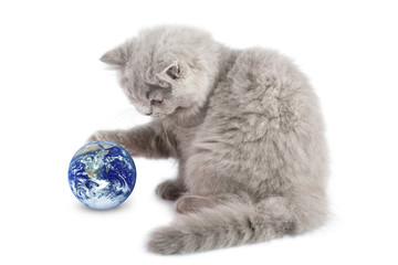 british kitten playing with earth planet isolated