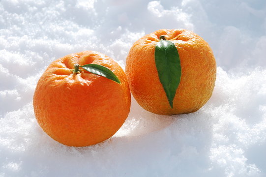 mandarinas nieve