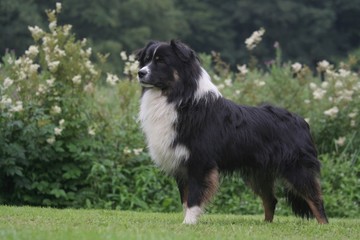 pose statique et immobile du berger australien adulte jardin