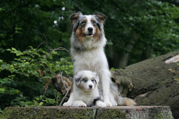 grand et tout petit bergers australien en pose serr&eacute;