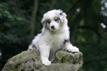 berger australien chiot assis tout en haut de son rocher