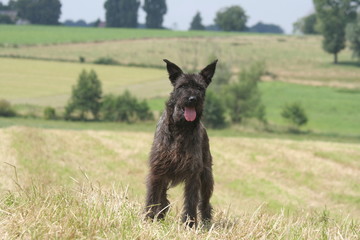 bouvier des ardennes dans un champ de blé coupé