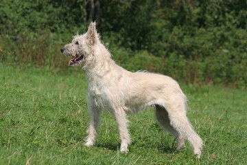 bouvier des ardennes de profil dans la nature © Dogs
