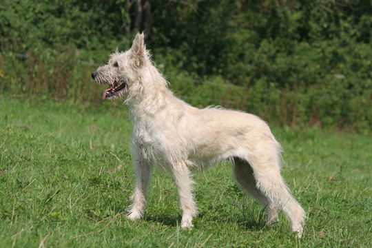 bouvier des ardennes de profil dans la nature