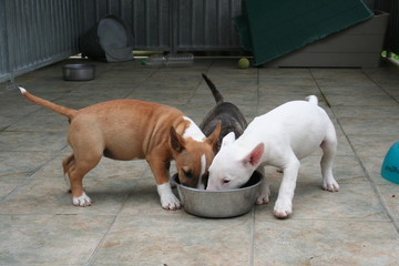 Trois mini bull terrier se partagent leur écuelle