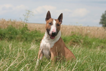 Bull terrier miniature ssis dans l'herbe