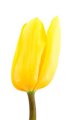 Yellow tulip