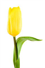 Yellow tulip