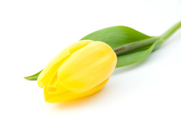 Yellow tulip