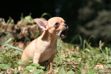 Petit Chihuahua rugissant