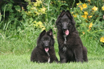 deux jeunes bergers belges groenendael ensemble de face