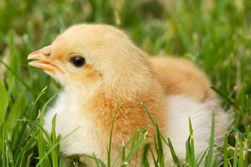 Adorable chick