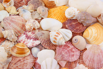 Seashell background © Valerii Evlakhov