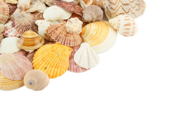 Many seashells on white background