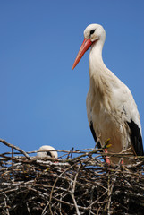 Cigogne dans son nid