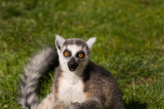 Lemure Catta © Alvise Dorigo