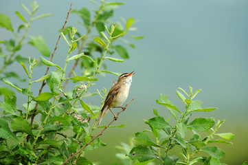 Birds