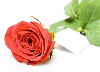 red rose & empty card isolated on white background