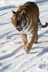 Fototapeta na wymiar Warczenie tygrysa syberyjskiego