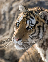 Head Of A Siberian Tiger