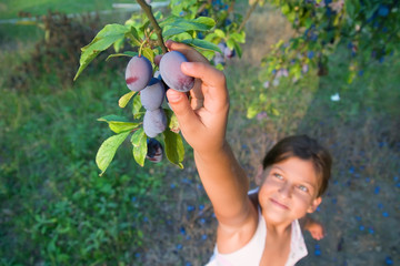 Small girl reaching a plum