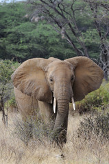 Fototapeta premium The African Bush Elephant (Loxodonta africana)