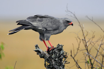 The Lizard Buzzard (Kaupifalco monogrammicus)
