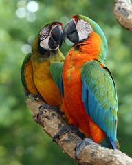 Life Mates