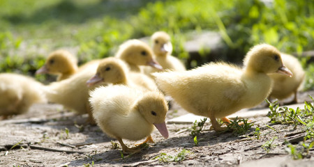 Little ducklings walking on the path