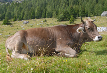 Fototapeta premium Relaxing cow on Alps