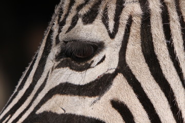 Fototapeta na wymiar Zebra-Auge
