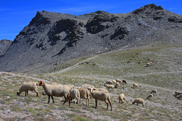 Troupeau de moutons en altitude