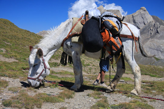 Cheval porteur de bagage