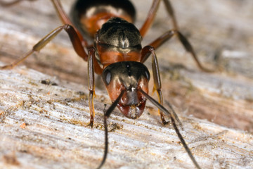 Exreme close-up of wooden ant