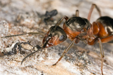 Extreme front view of a wood ant