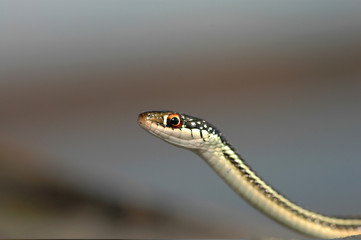 Look At This Silly Snake