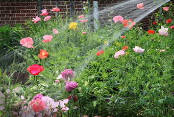 Watering flowers in the garden