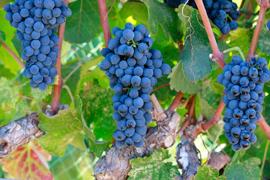 blue wine grapes hanging on vine