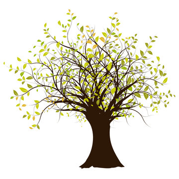 vecteur s&eacute;rie, arbre vectoriel fond blanc - green tree on white