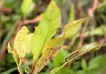 caterpillar on a leaf