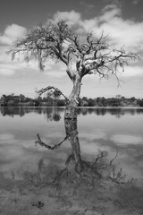Dead Tree in still Lake - Black & White