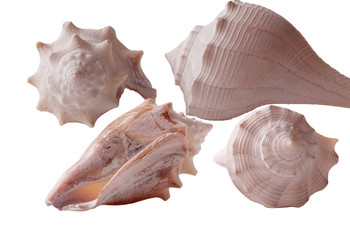 Four Seashells