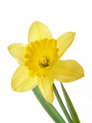 Fototapeta premium Osterglocke